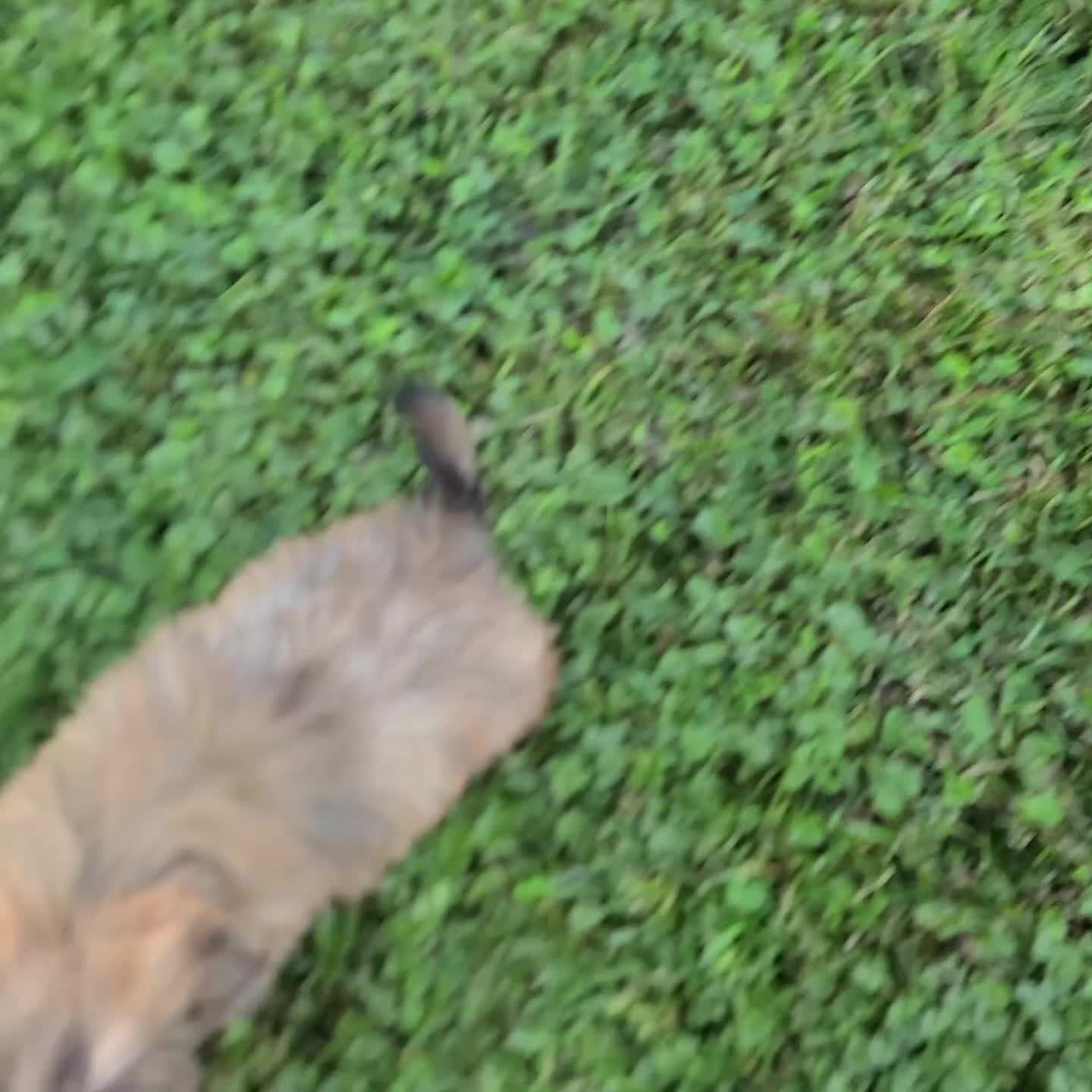 Shih Tzu dogs for sale: Vicky - Video 1