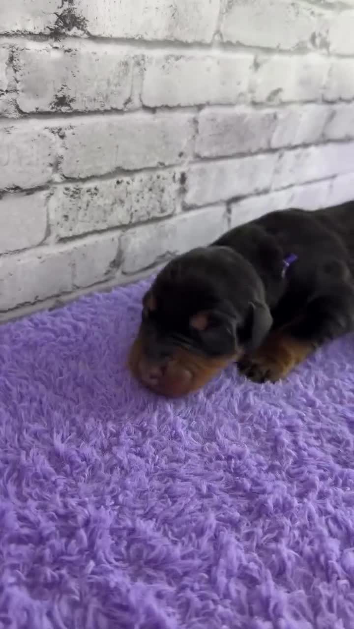 Doberman Pinscher dogs for sale: Phantom's M'VP of the WNBA "A'Ja Wilson""European - Video 10