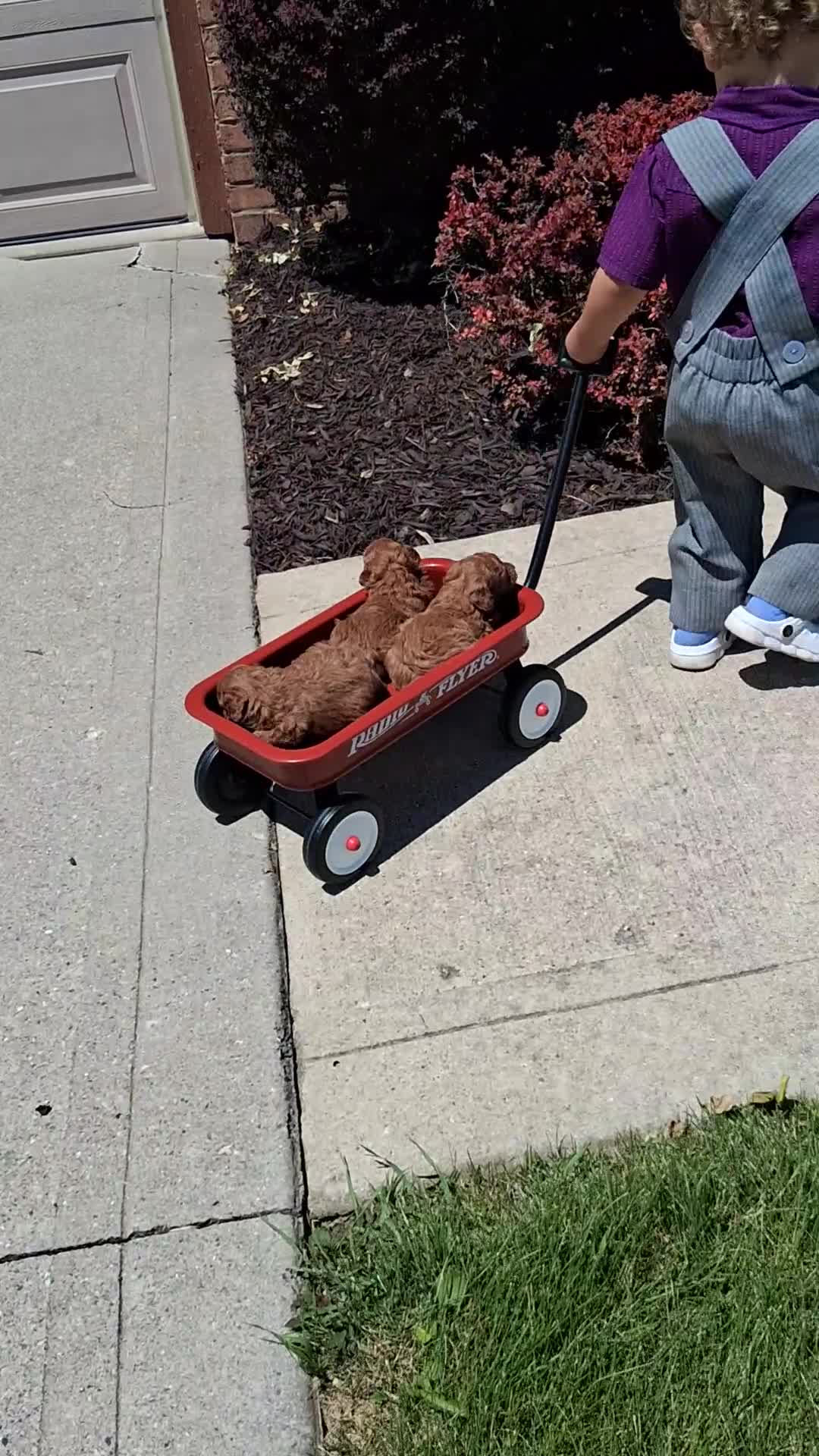 Toy Poodle dogs for sale: Tiny Toy Anne - Video 2