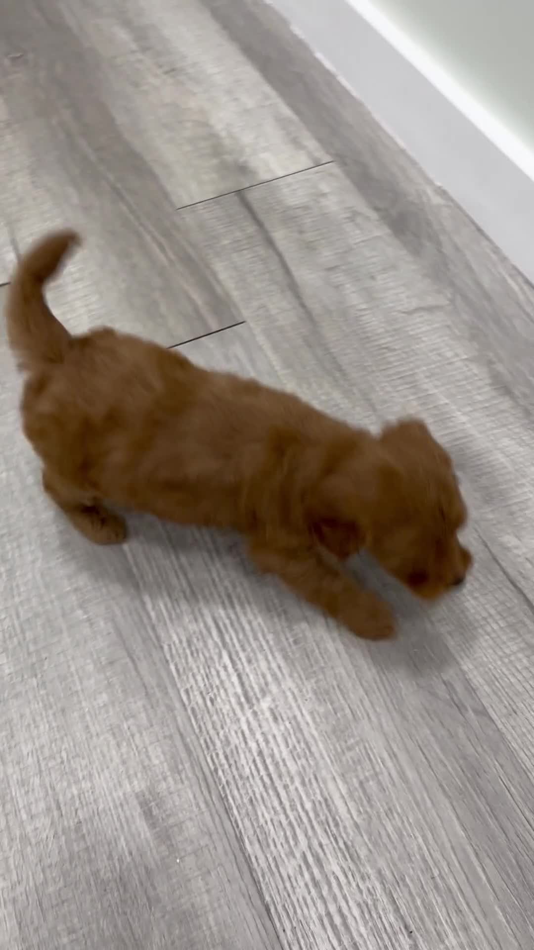 Mini Goldendoodle dogs for sale: Molly - Video 1