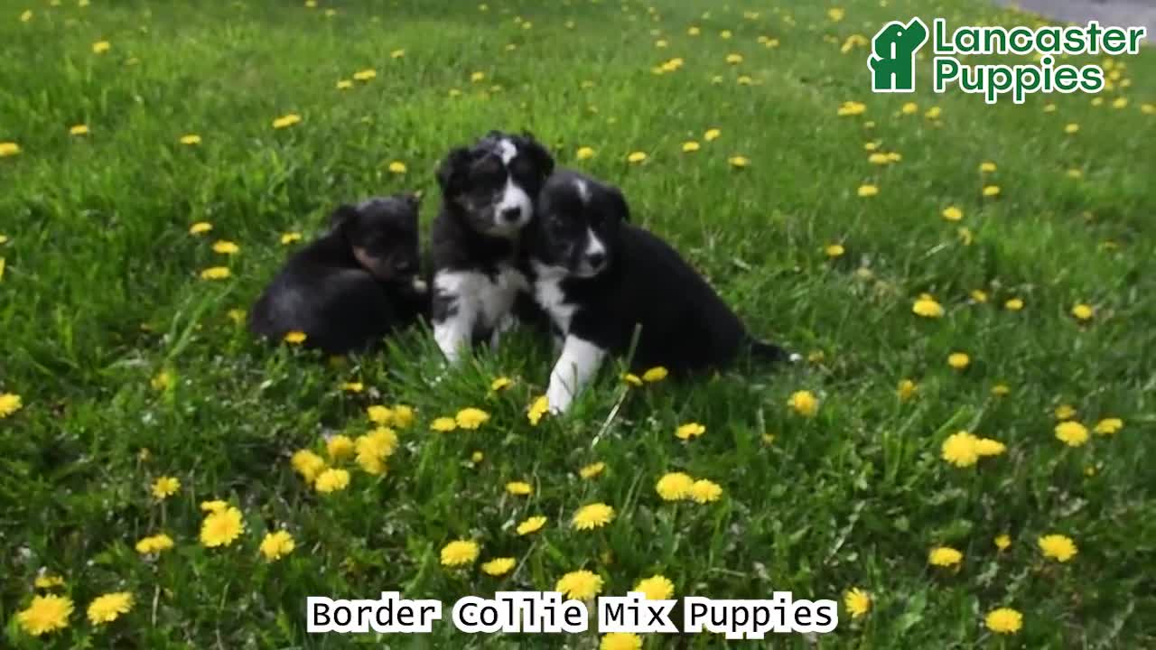 Mixed Breed dogs for sale: Olive  - Video 1
