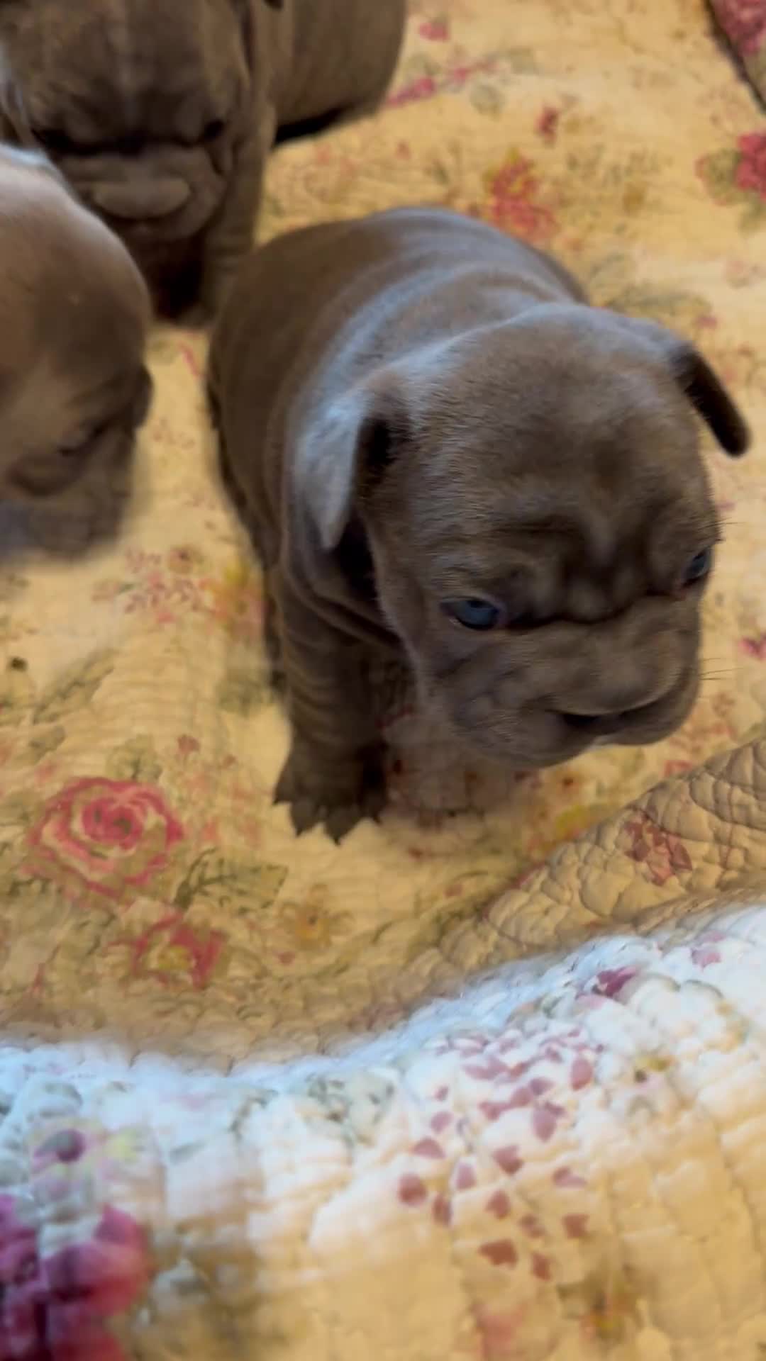 French Bulldog dogs for sale: French Bulldog 1 - Video 1