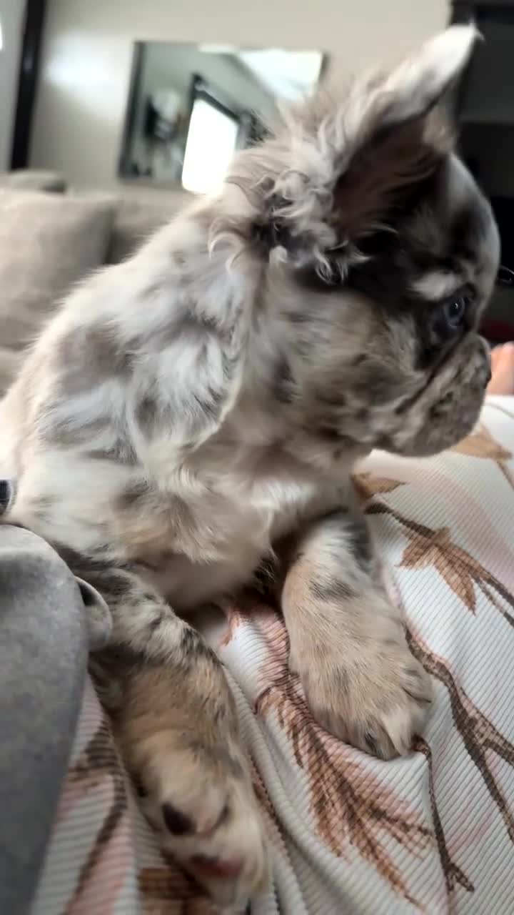 French Bulldog dogs for sale: French Bulldog Puppy 1 - Video 2