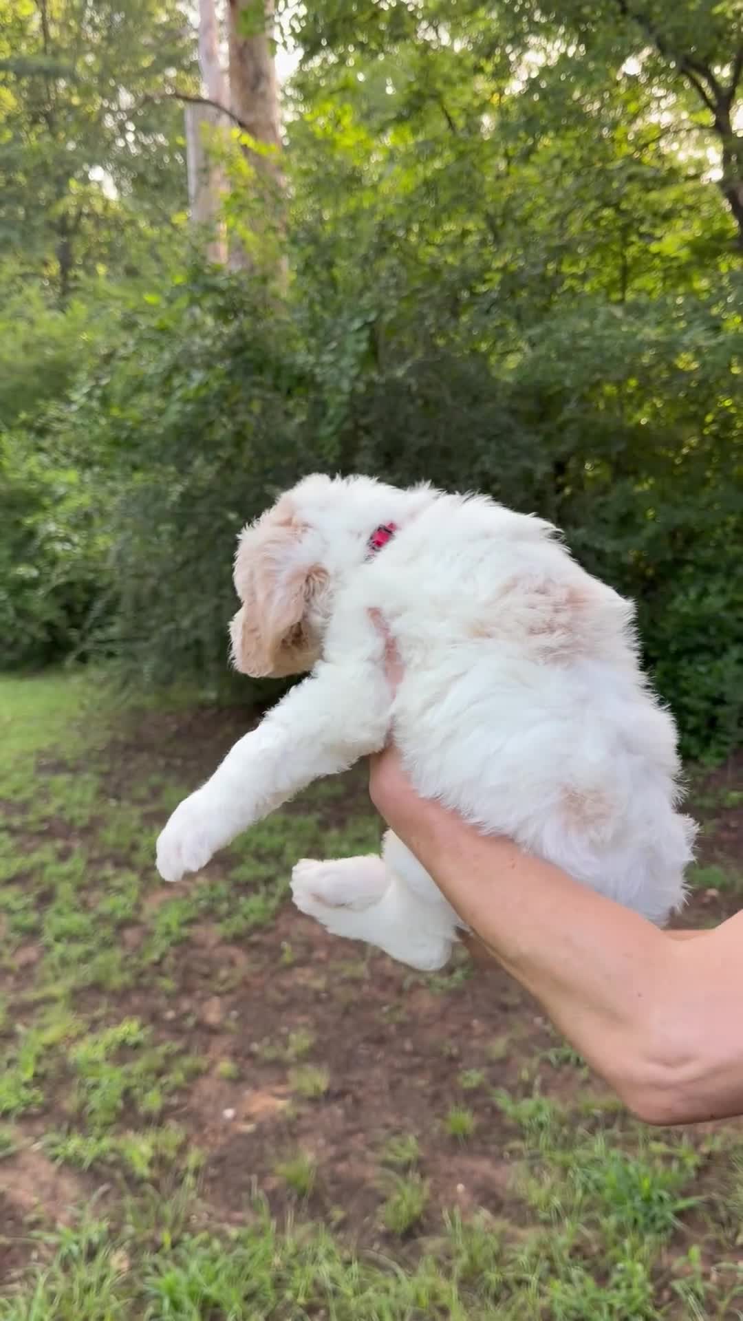 Mixed Breed dogs for sale: Trinity Golden Italiano Spinoni Doodle-Double doodle - Video 1