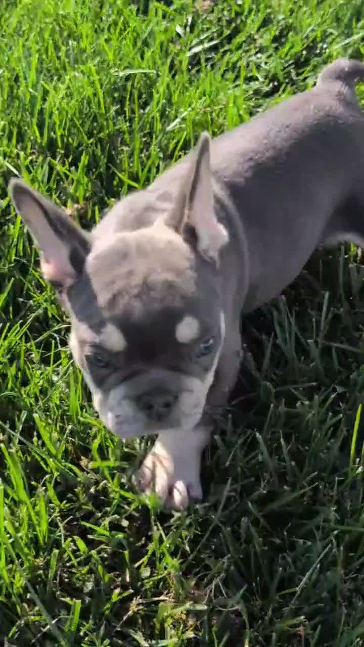 French Bulldog dogs for sale: Loki  - Video 1