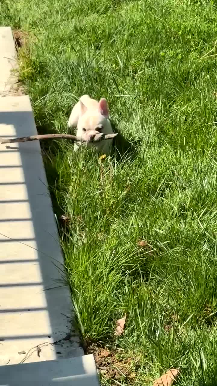 French Bulldog dogs for sale: French Bulldog 1 - Video 1