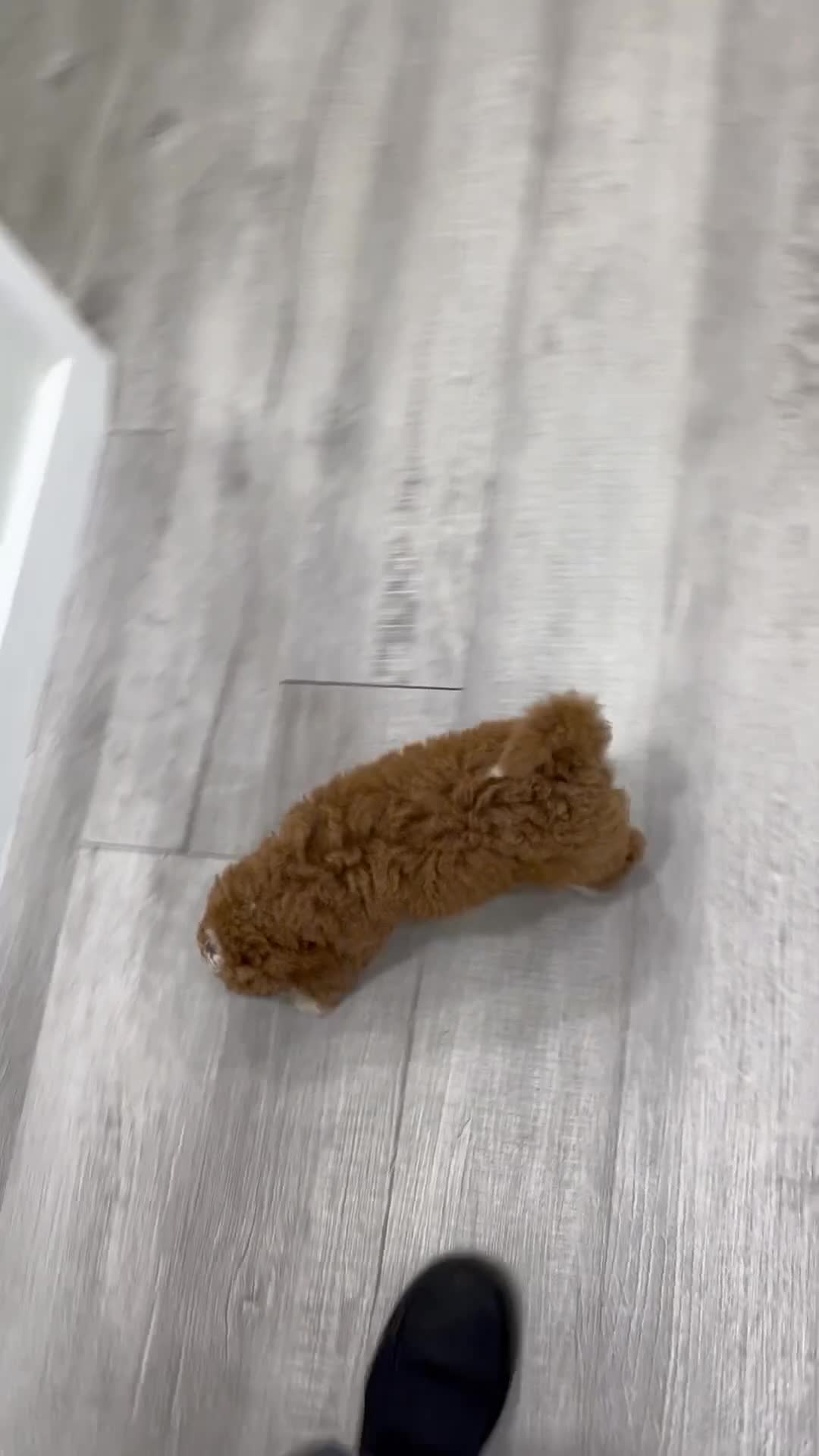 Mini Goldendoodle dogs for sale: Milo - Video 4