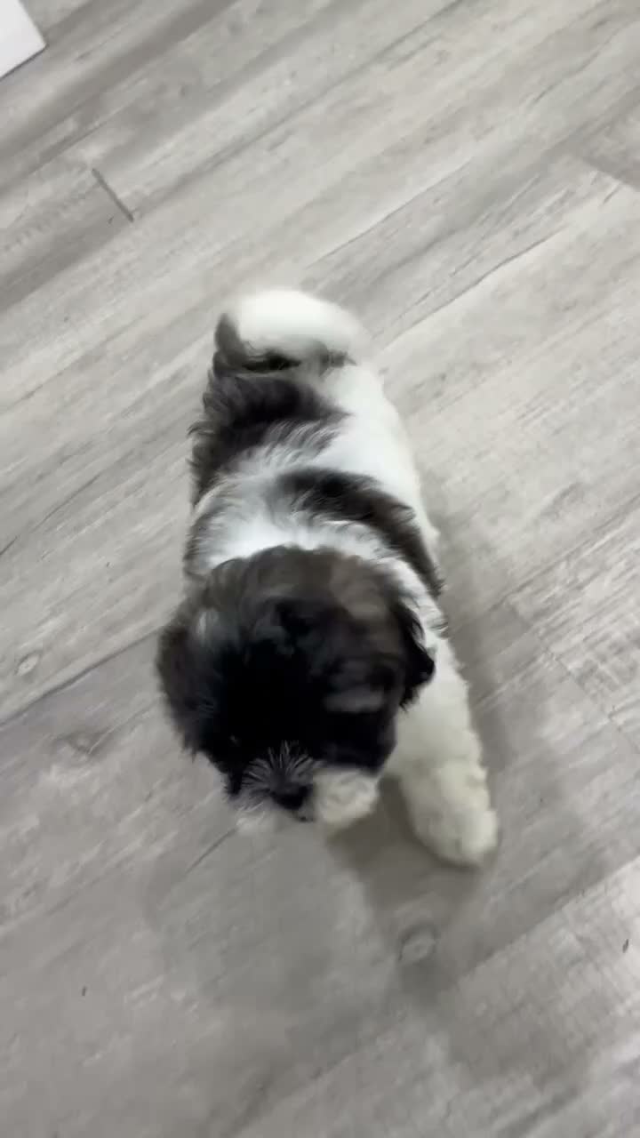 Shihpoo dogs for sale: Twinkle - Video 1