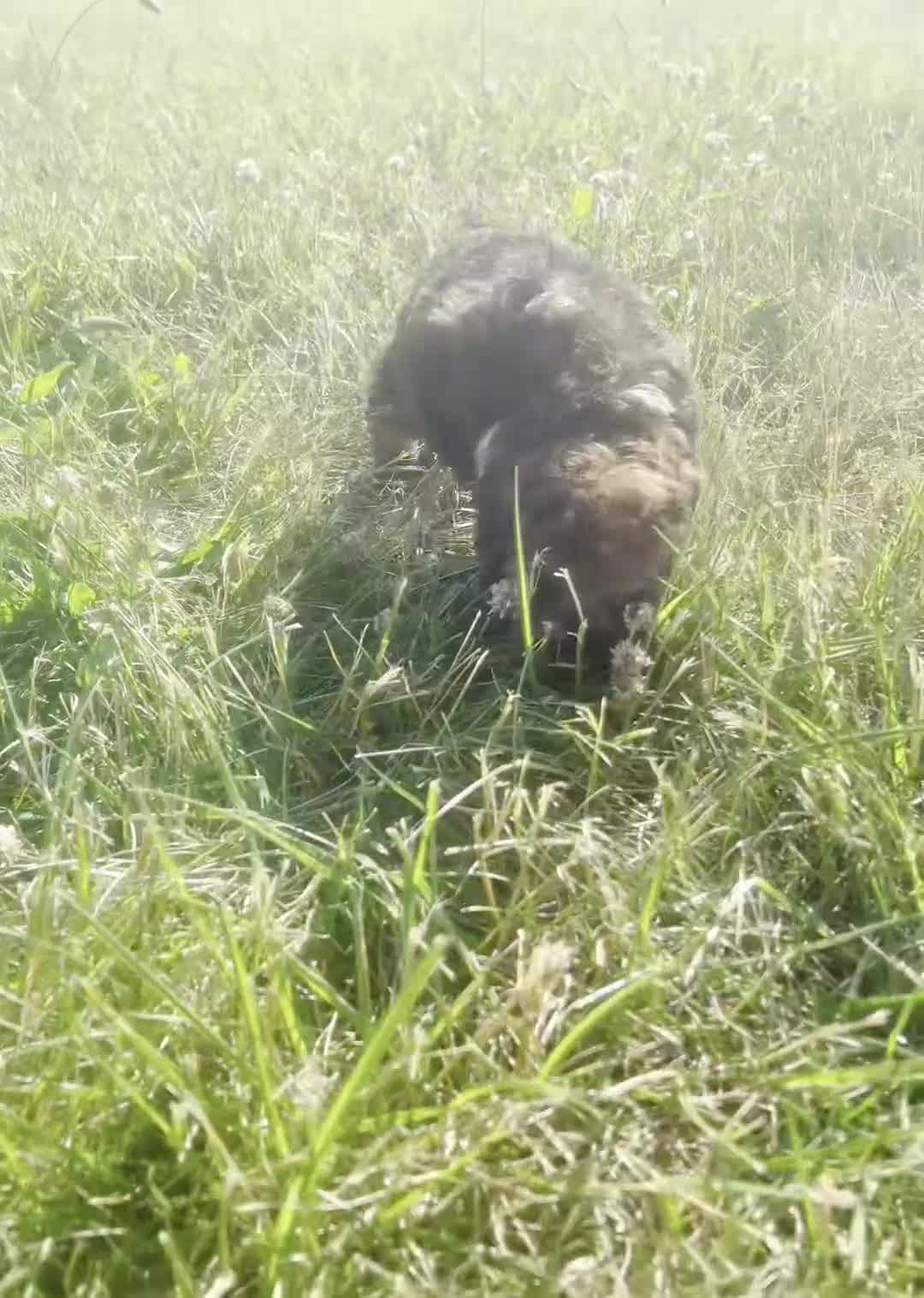 Toy Poodle dogs for sale: Ember AKC - Video 1
