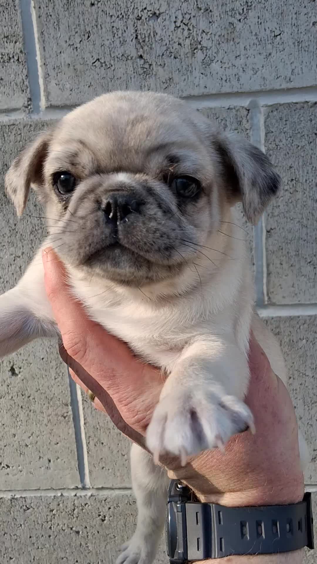 Pug dogs for sale: Camo  - Video 1