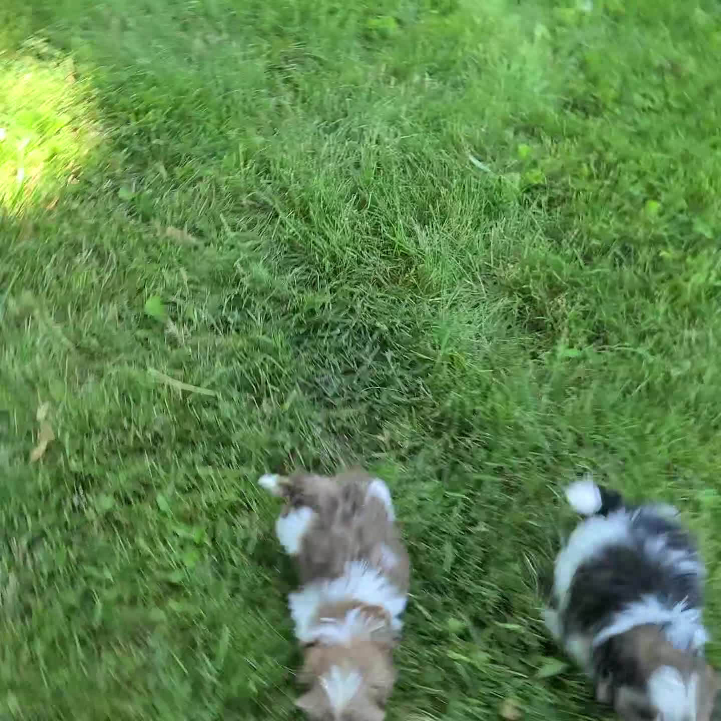 Shih Tzu dogs for sale: Skipper - Video 1