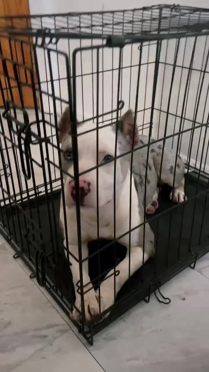 American Bully dogs for sale: Dream - Video 1