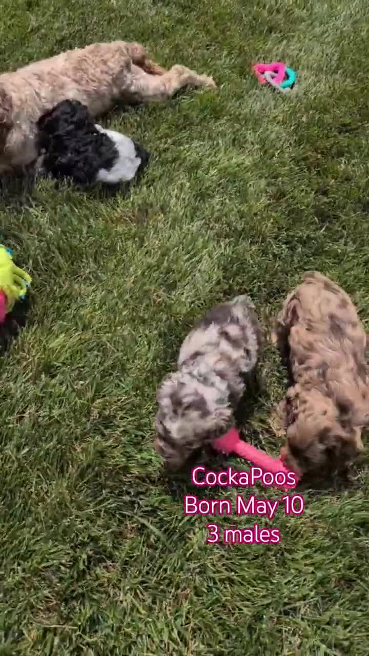 Cockapoo dogs for sale: Baxter - Video 3