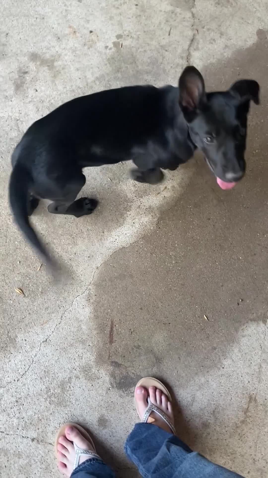 Mixed Breed dogs for sale: Mixed Breed Puppy 1 - Video 1