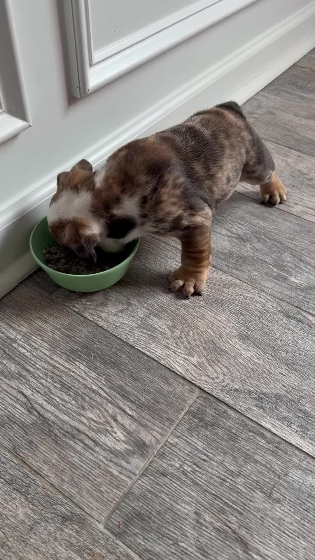 English Bulldog dogs for sale: Charlotte - Video 1