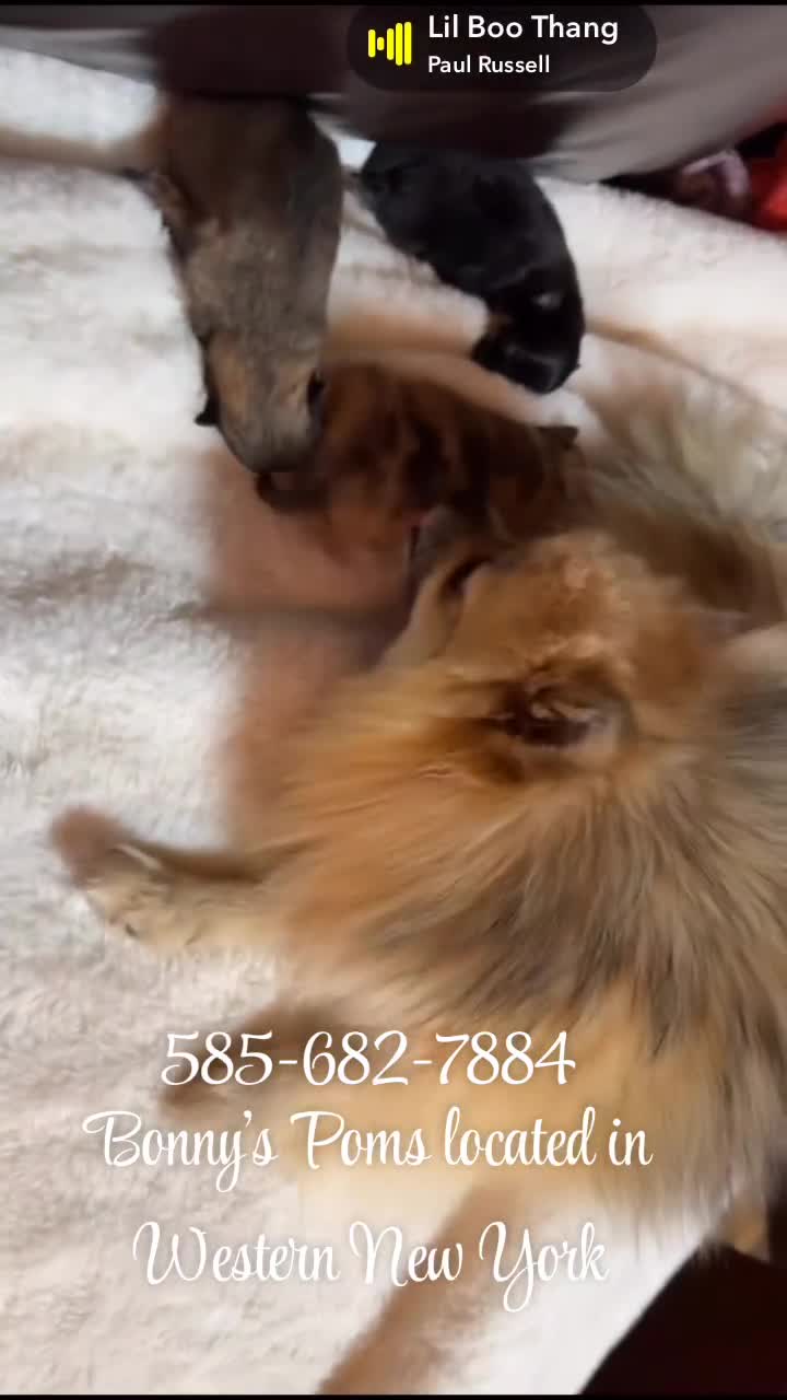 Pomeranian dogs for sale: Luke - Video 1