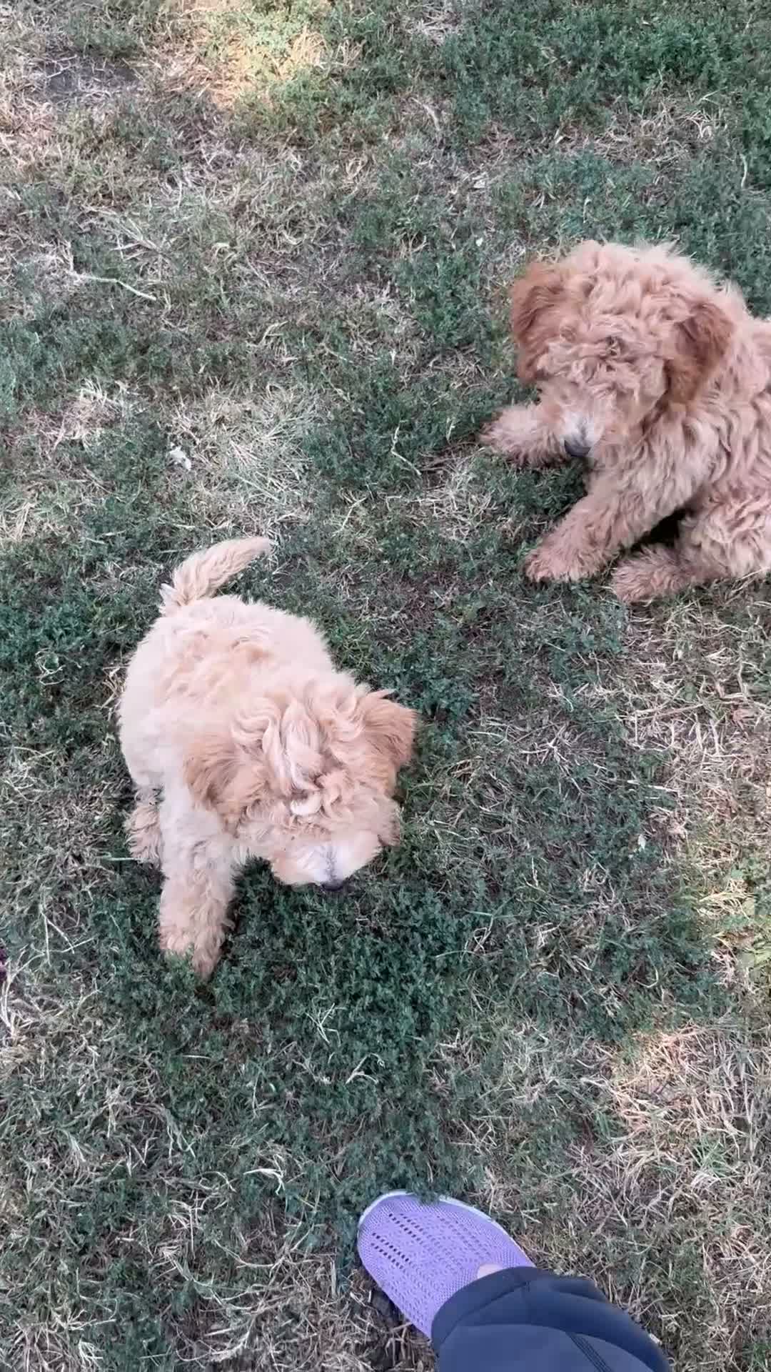 Mixed Breed dogs for sale: Indy - Video 1