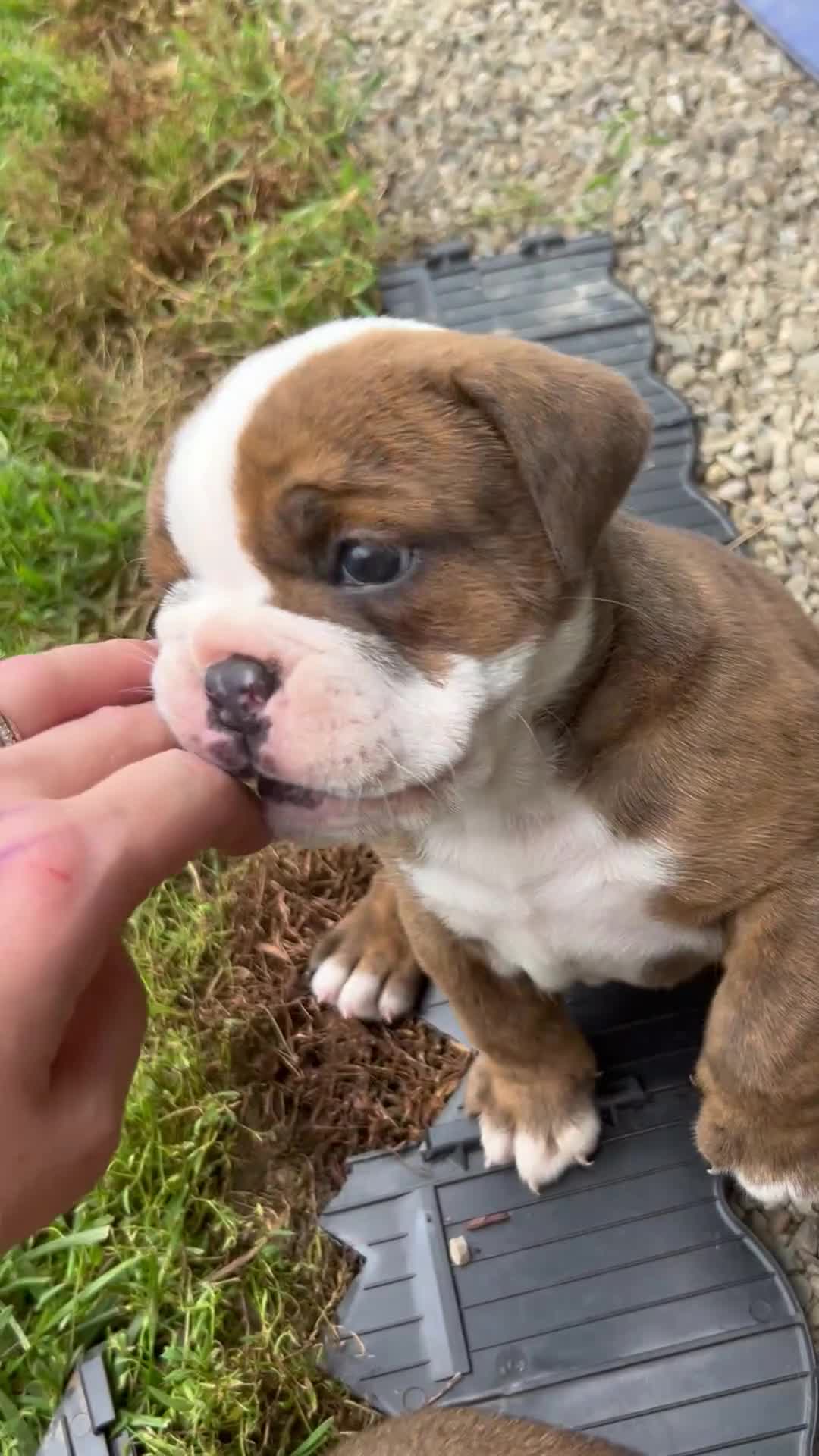 Mixed Breed dogs for sale: Rosalyn - Video 1
