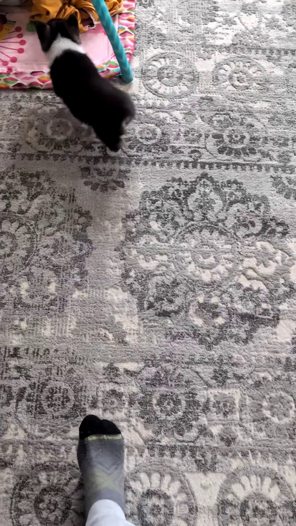 Welsh Corgi Pembroke dogs for sale: Felicity  - Video 6