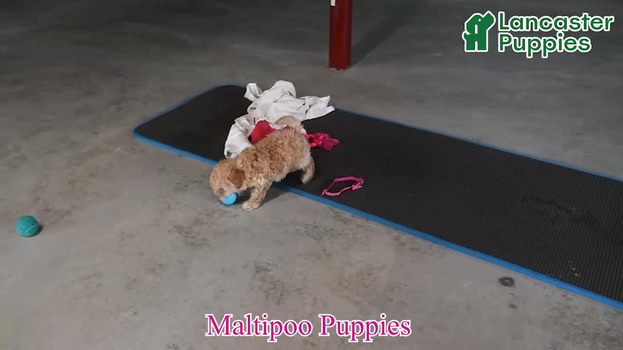 Maltipoo dogs for sale: Toby - Video 1