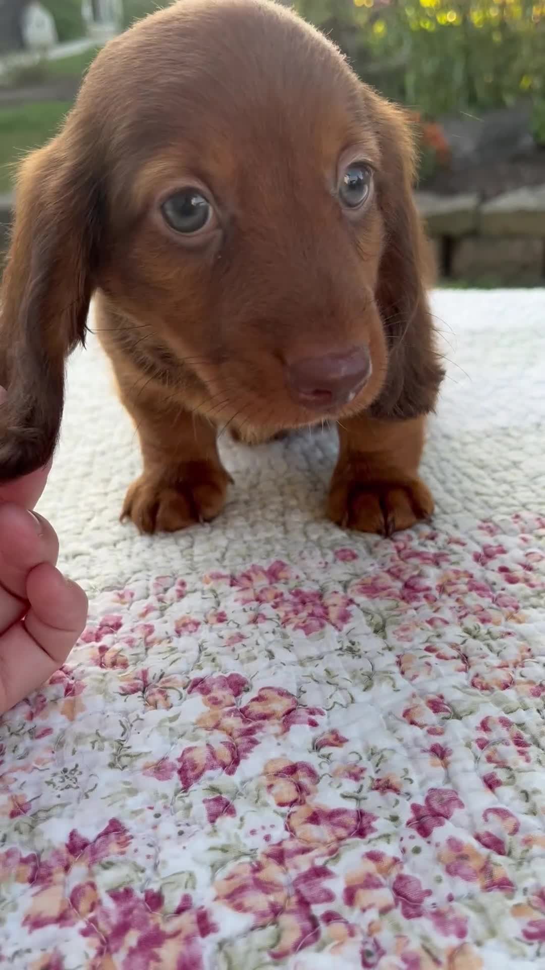Miniature Dachshund dogs for sale: Nico - Video 1