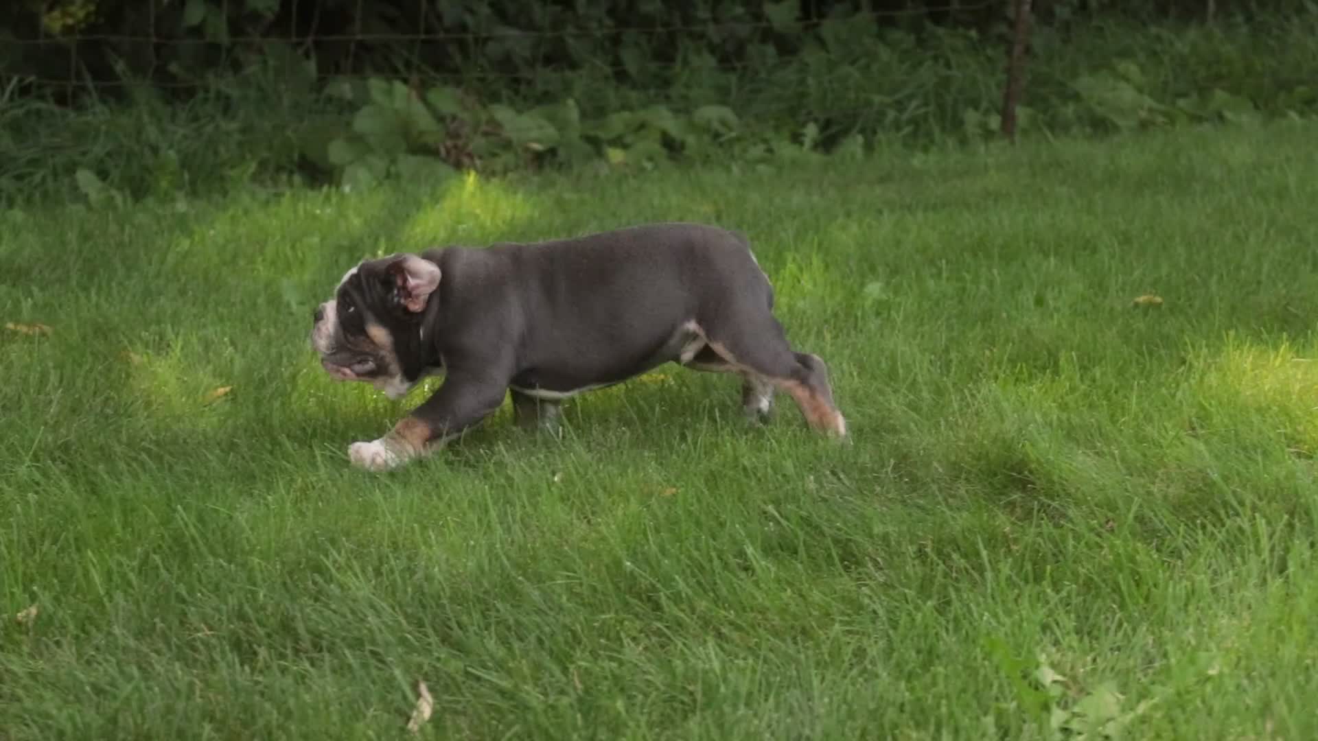 Mixed Breed dogs for sale: Duke Victorian Bulldog - Video 1
