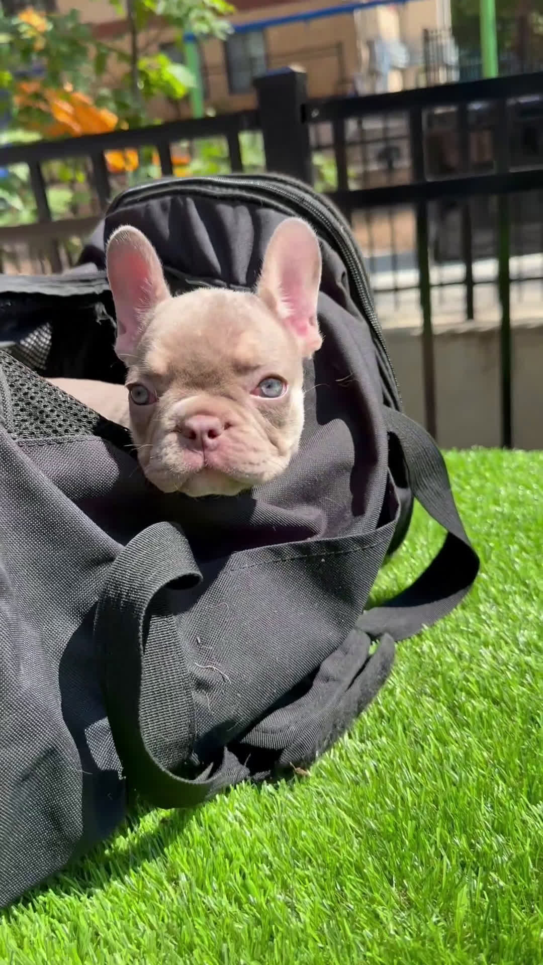 French Bulldog dogs for sale: Bella - Video 2