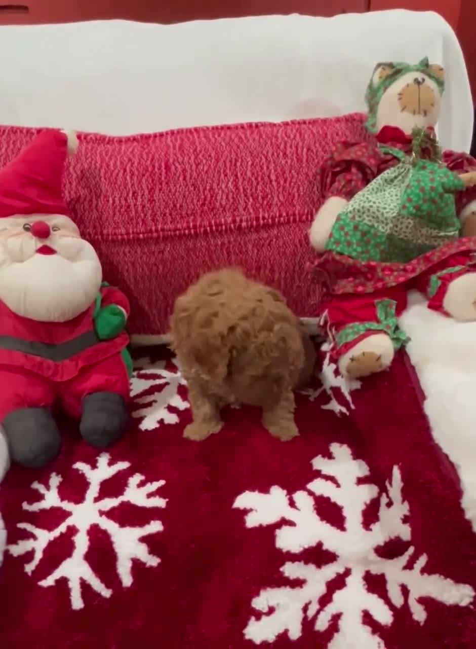 Mini Goldendoodle dogs for sale: Mini Goldendoodle Teddy - Video 1