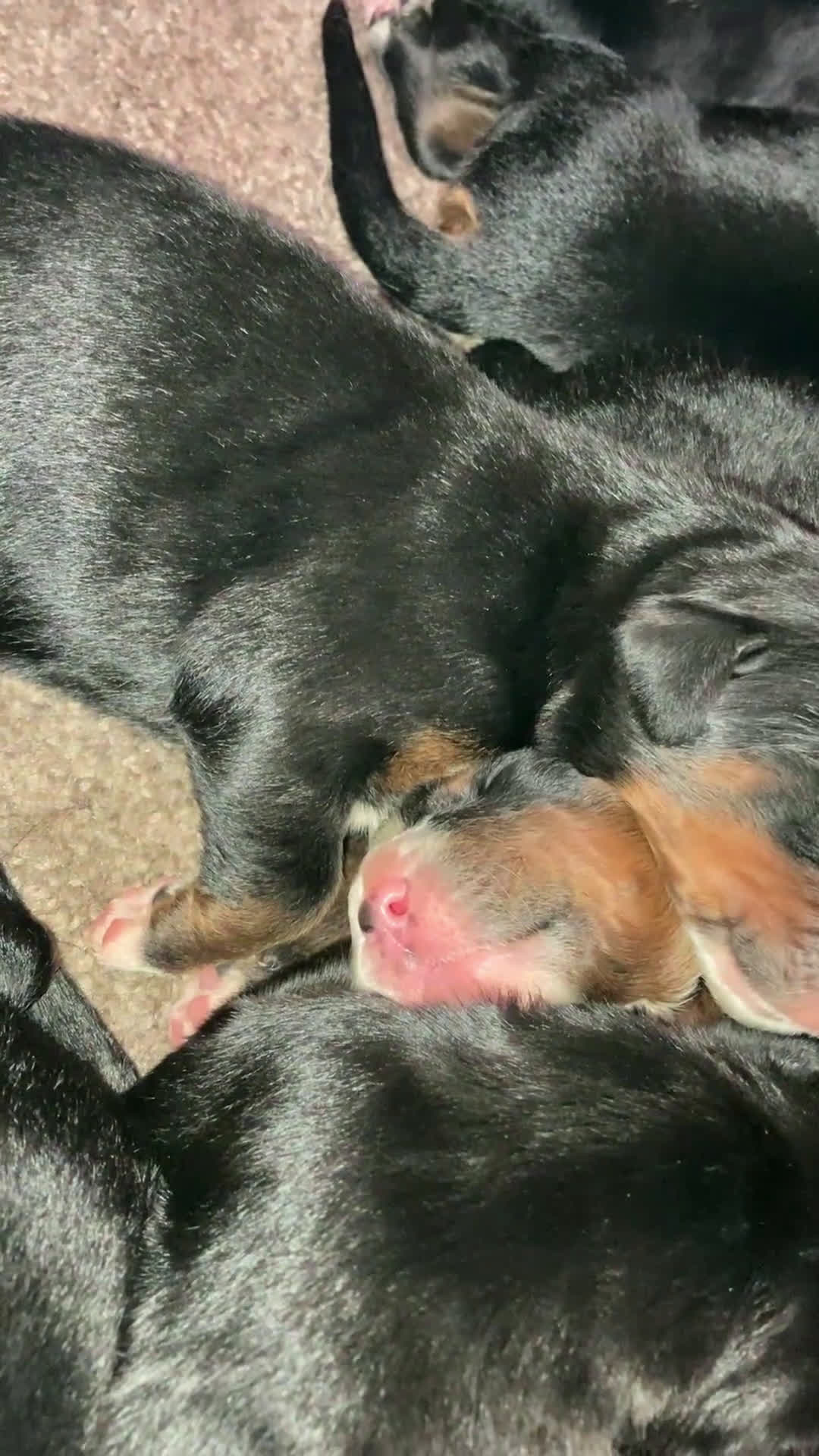 Bernese Mountain Dog dogs for sale: Bernese Mountain Dog Puppy 2 - Video 5