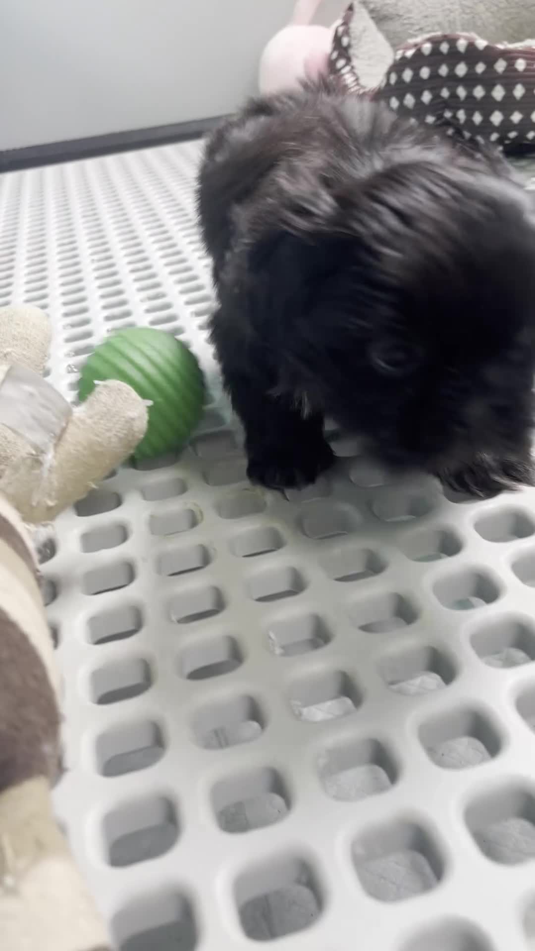 Shih Tzu dogs for sale: Hutch - Video 1