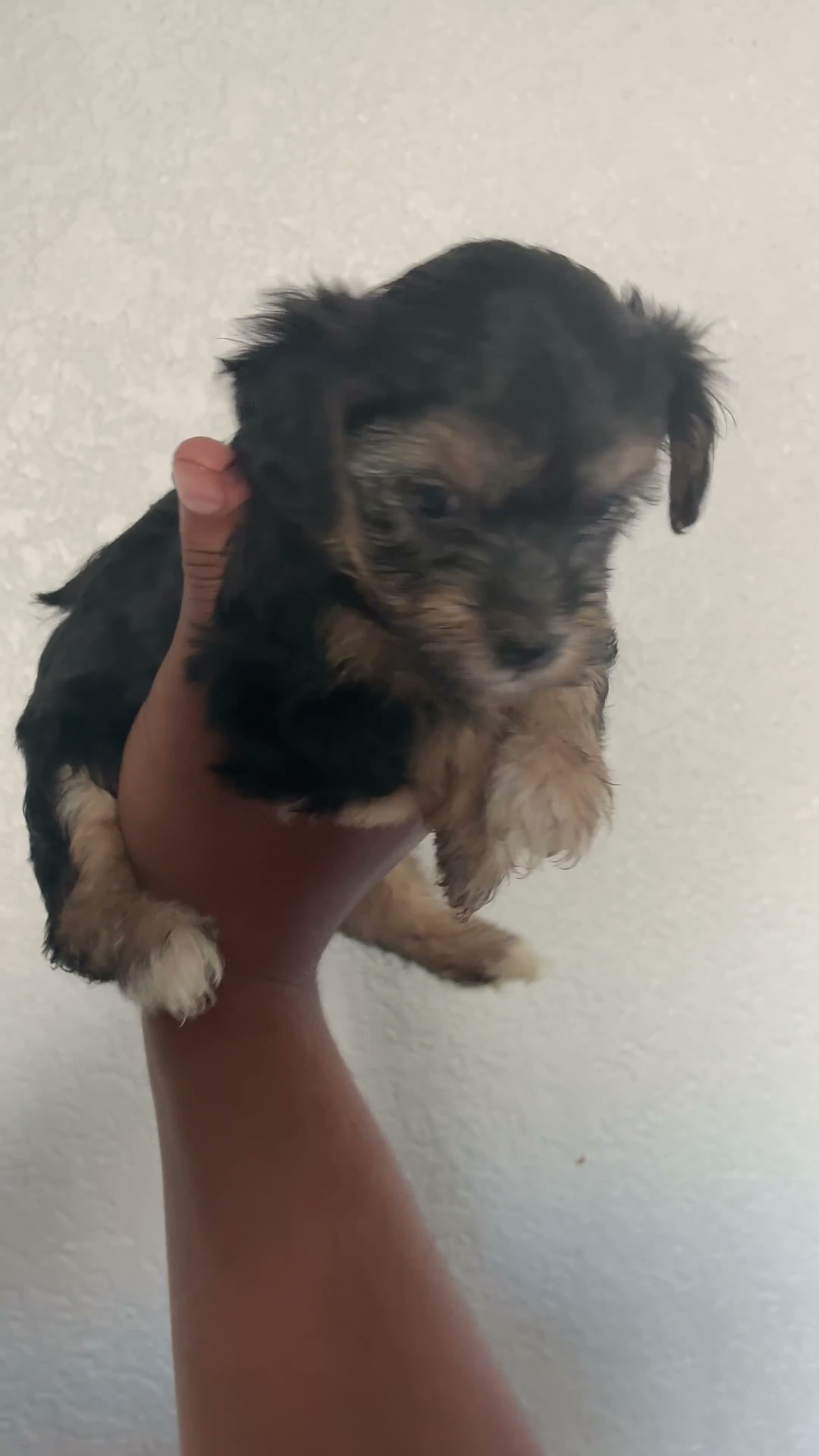 Yorkiepoo dogs for sale: Yorkiepoo 2 - Video 4