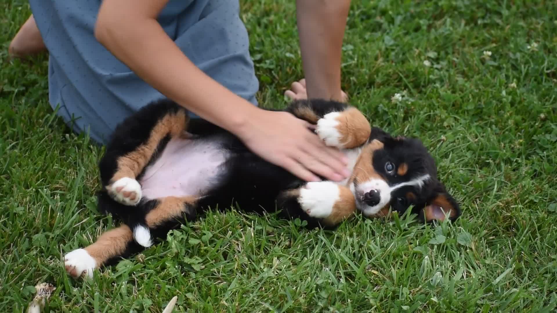 Bernese Mountain Dog dogs for sale: Princess - Video 1