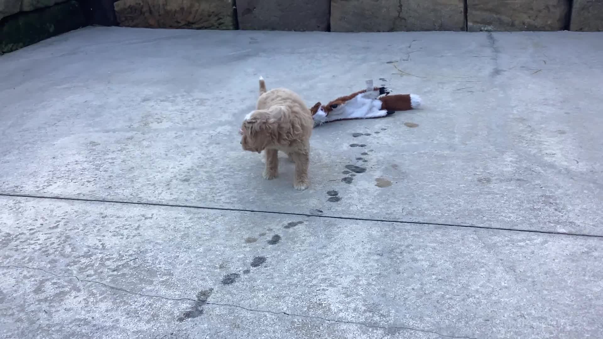 Cavapoo dogs for sale: Winston - Video 1