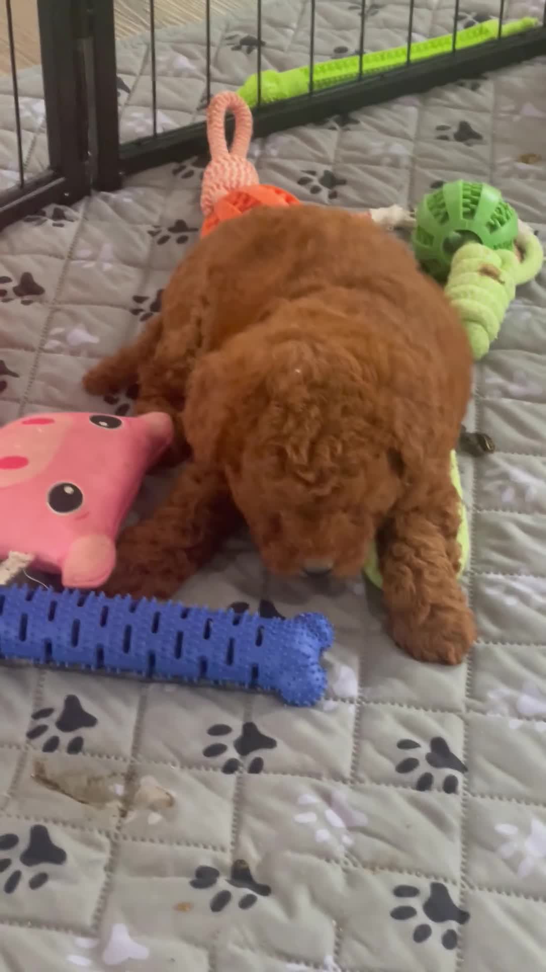 Mini Goldendoodle dogs for sale: Mr. Logan - Video 1
