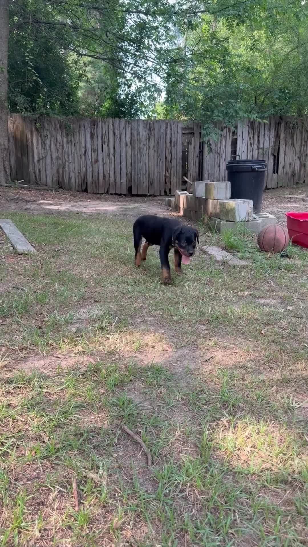 Rottweiler dogs for sale:  1 - Video 1