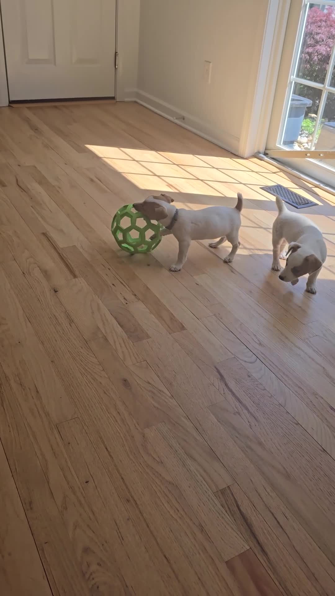 Jack Russell Terrier dogs for sale: Jack Russell Terrier Puppy 2 - Video 2