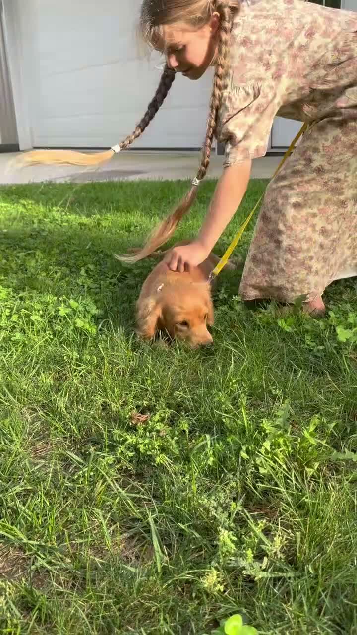Cavapoo dogs for sale: Marshall Cavapoo Puppy  - Video 1