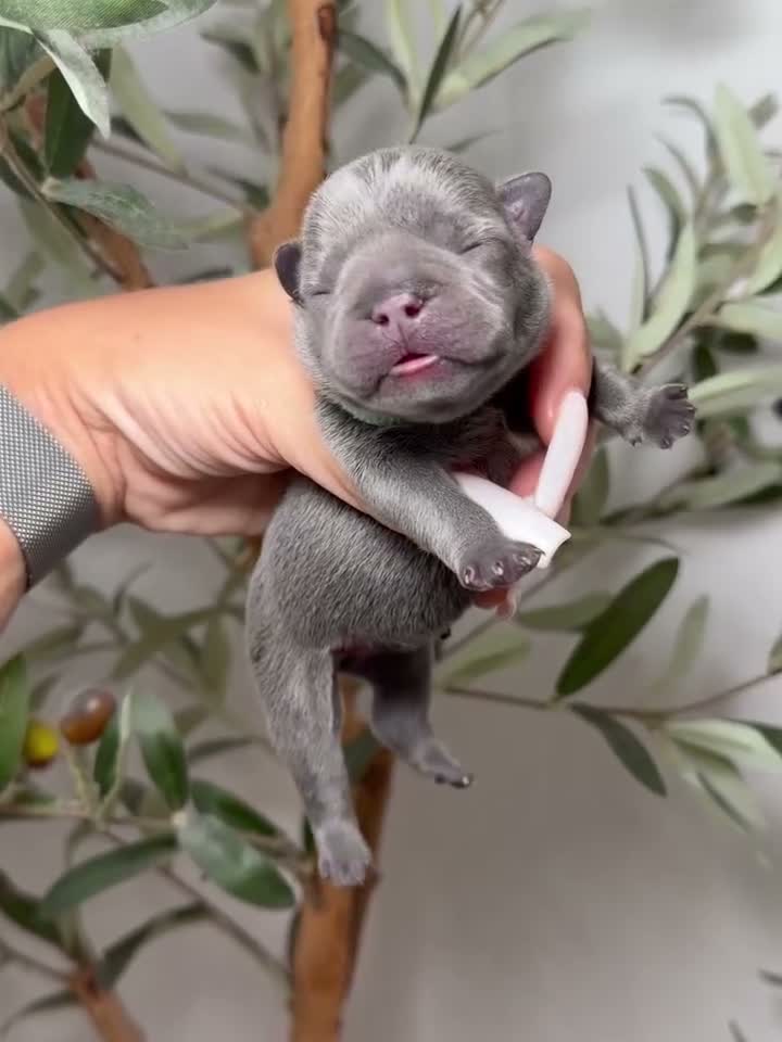 French Bulldog dogs for sale: Spellbound-Merle - Video 5