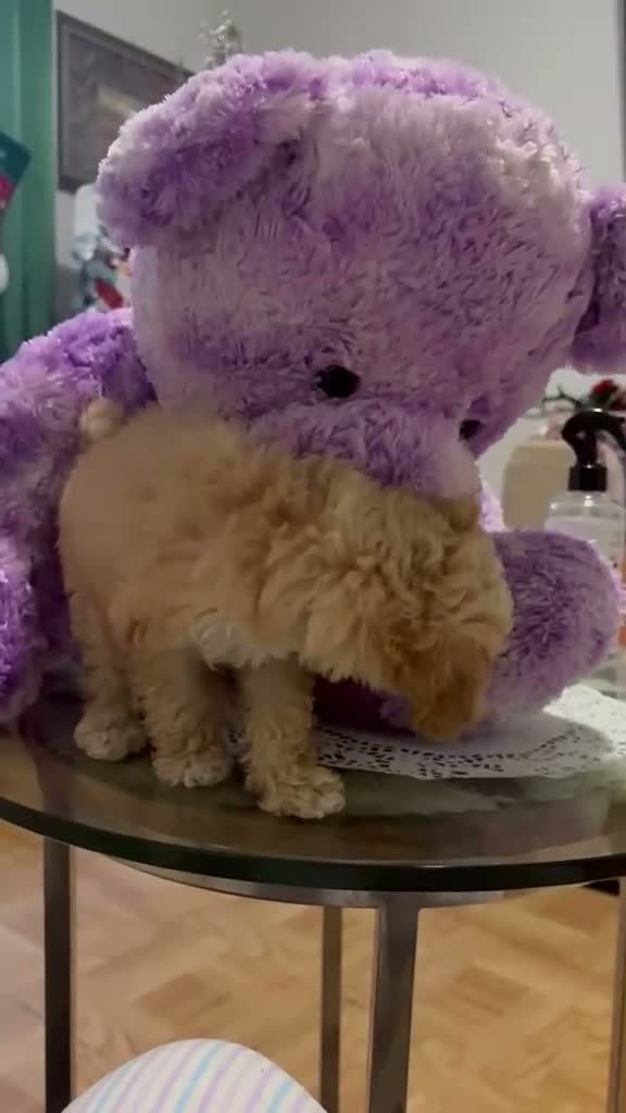 Mixed Breed dogs for sale: Adorable Female Toy Poodle 2lbs  - Video 2