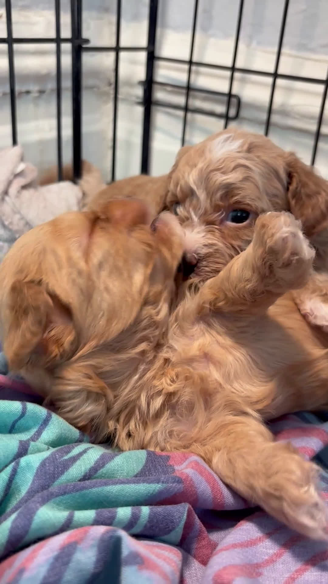 Shihpoo dogs for sale: Bentley - Video 1