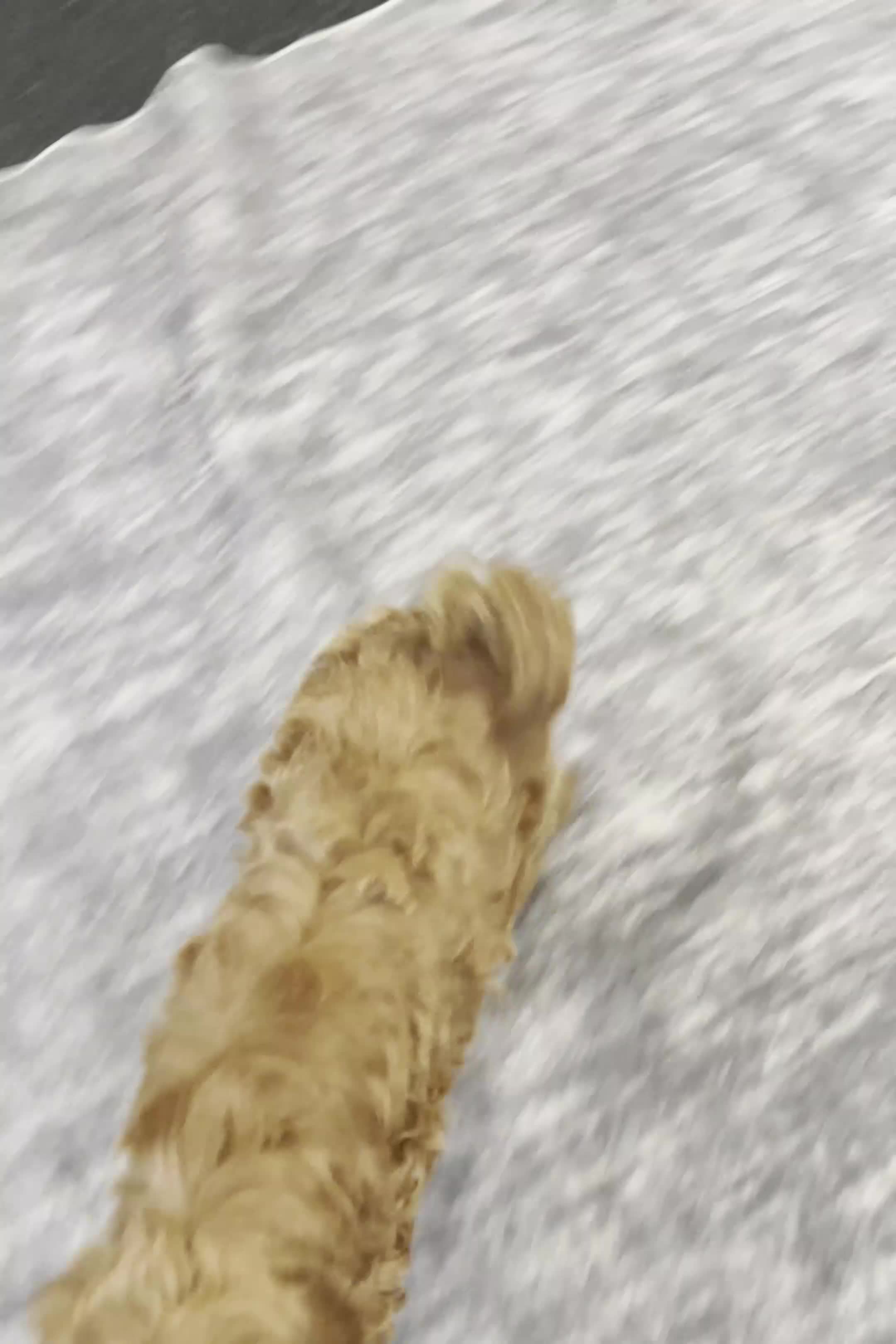 Maltipoo dogs for sale: Toodles - Video 1