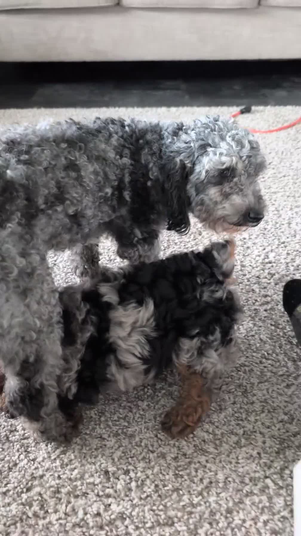 Toy Poodle dogs for sale: Zion - Video 1