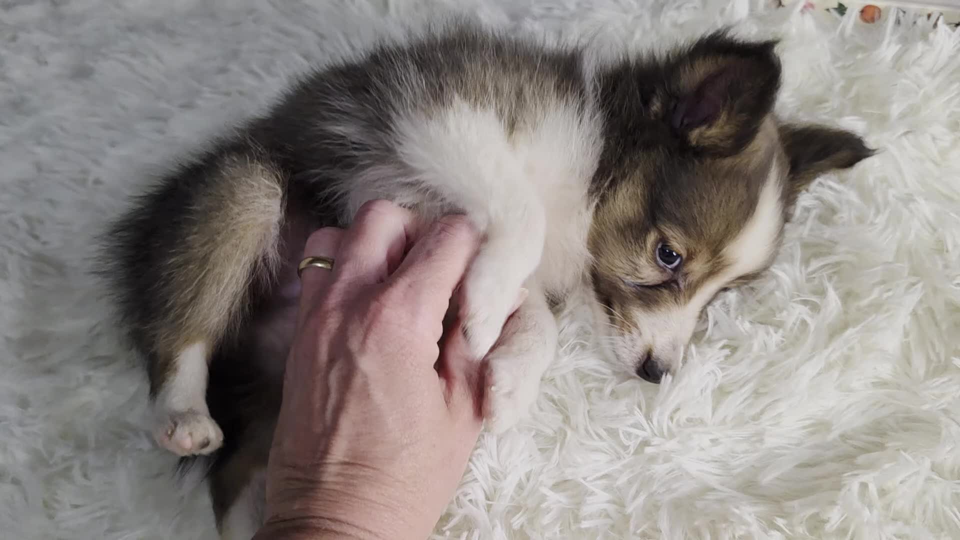 Shetland Sheepdog dogs for sale: Kelso - Video 4
