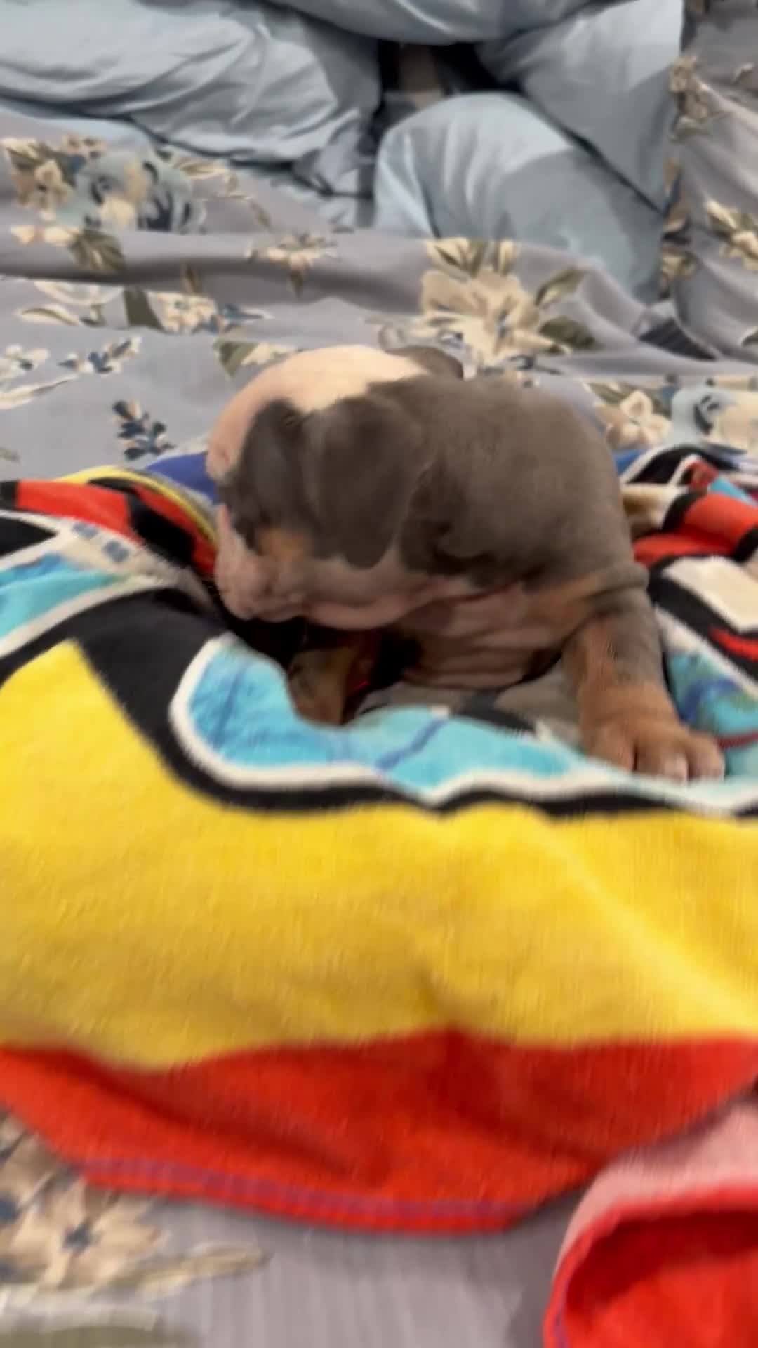 English Bulldog dogs for sale: English Bulldog 2 - Video 1