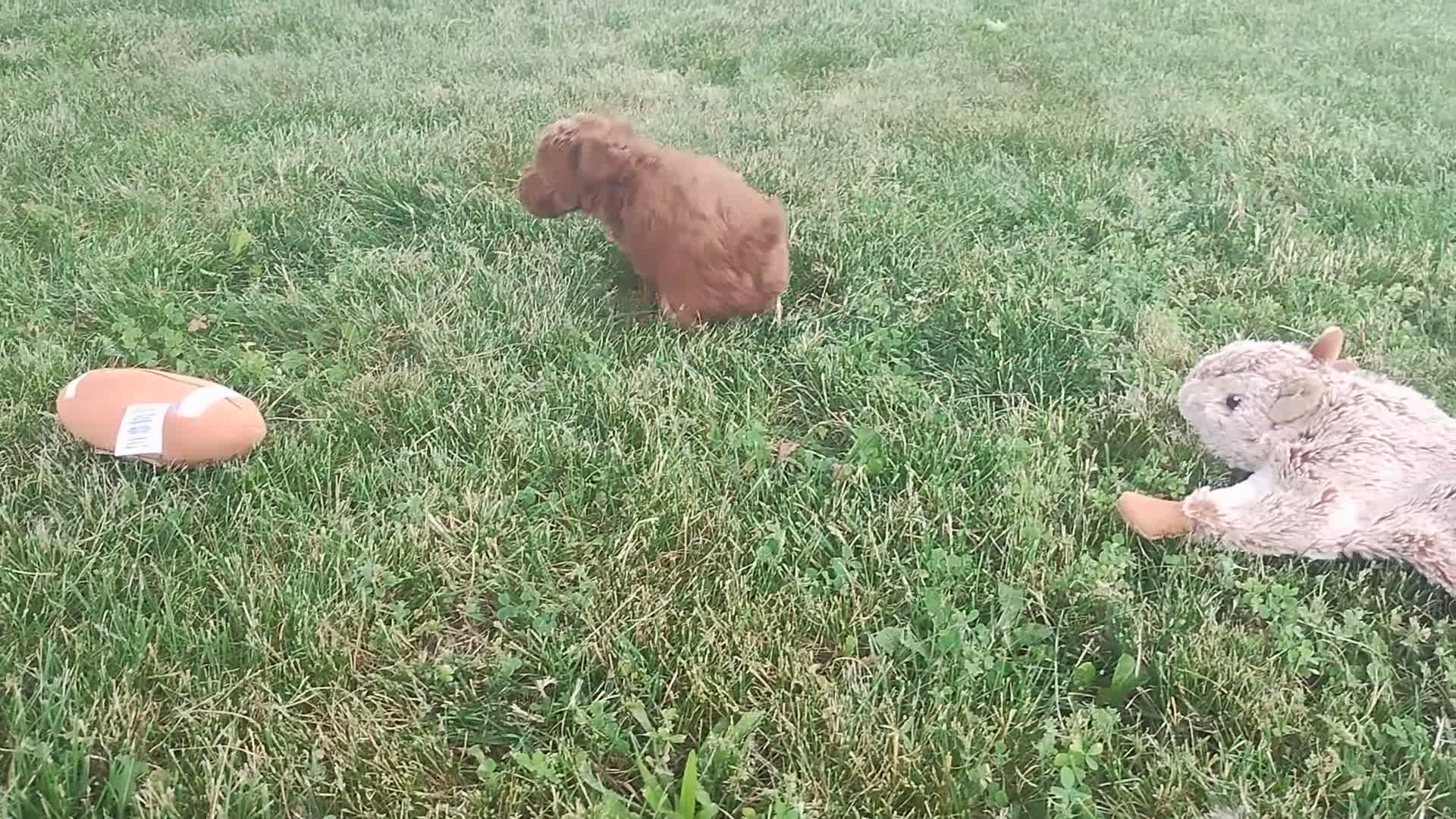 Toy Poodle dogs for sale: Amber - Video 2