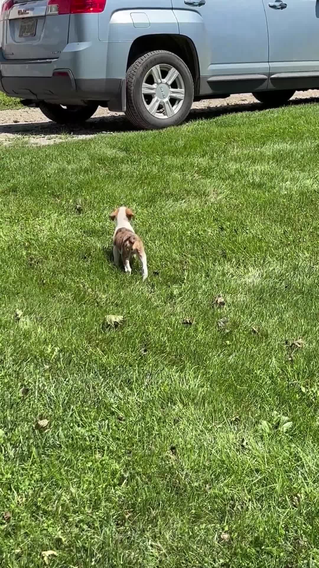 Mixed Breed dogs for sale: Stryker - Video 5