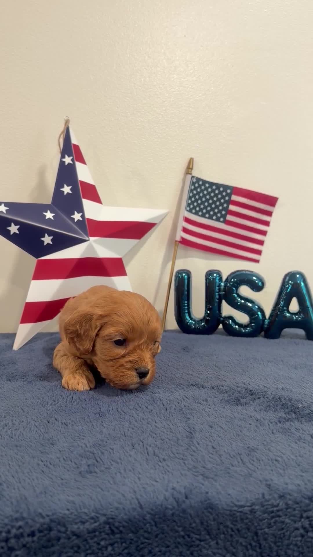Cavapoo dogs for sale: Firecracker - Video 1