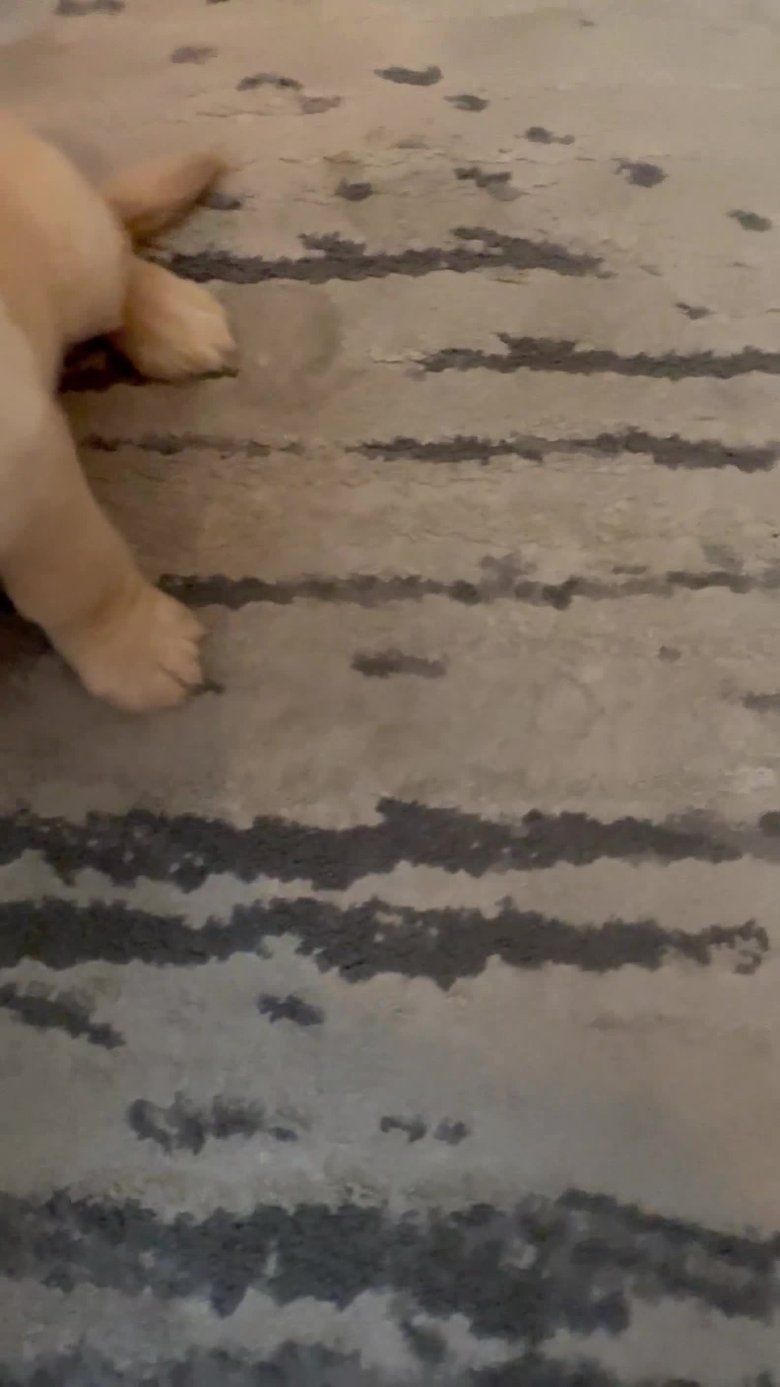 Golden Retriever dogs for sale: moly - Video 1