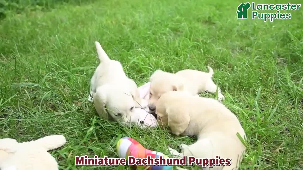 Miniature Dachshund dogs for sale: Archie - Video 1