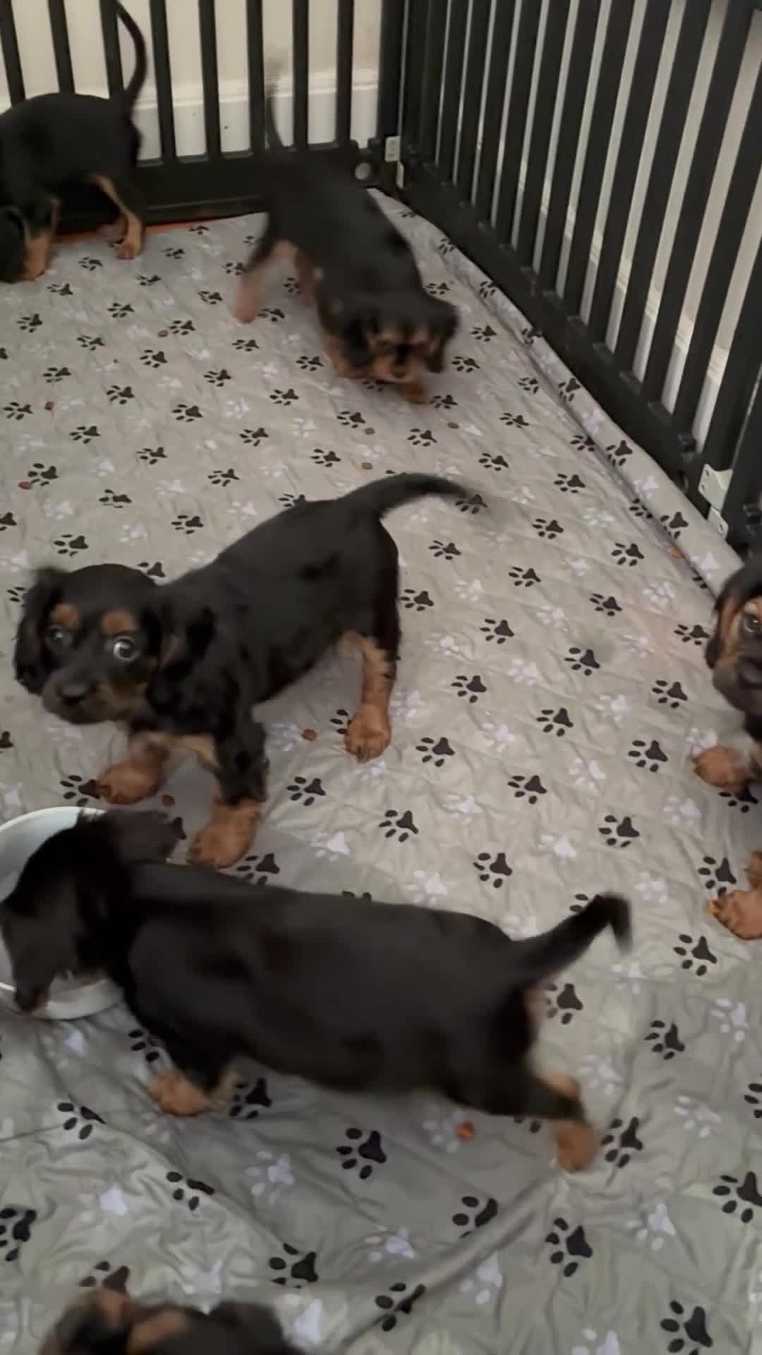 Cavalier King Charles Spaniel dogs for sale: Cavalier King Charles Spaniel Puppy 1 - Video 5